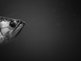 Head of a Fish