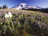 Flowers and Mt Rainier