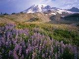 Wildflower Meadow and Mount Rainier