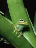 Treefrog