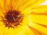 Yellow Wild Flowers