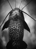 Underneath a Catfish