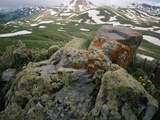 Lichen-Covered Rocks in Alpine Tundra