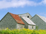 Row of Old Shingle Barns in Field