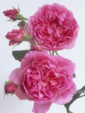 Hilda Murrell Roses
