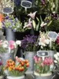 Flowers for Sale