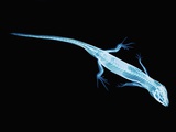 X-Ray of Lizard
