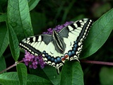 Swallowtail Butterfly