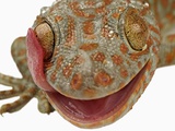 Gecko Licking Eye
