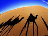 Shadows of Camels