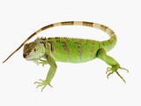 Green Iguana