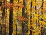 Hardwood Forest in Autumn