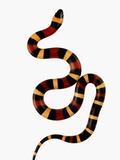 Pueblan Milk Snake