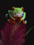 Red-Eyed Tree Frog Perched on Plant