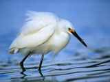 Snowy Egret