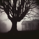 Tree and Bandhouse at Discovery Park
