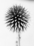 Globe Thistle