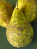 Conference Pears