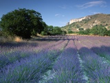 Fields of Lavender in Provence  France