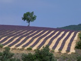 Fields of Lavender in Provence  France