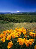 California Poppies and Mount Hood