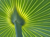 Palm Frond