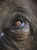 Indian Elephant's Eye