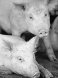 Two Pigs