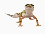 Leopard Gecko