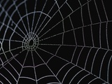Water Drops on Spiderweb