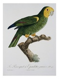 Yellow-Shouldered Parrot