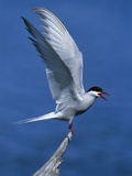 Perching Arctic Tern Spreading Wings in Manitoba