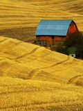 Barn and Golden Wheat Field