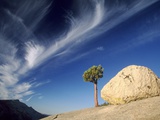 Tree and boulder - Yosemite National Park
