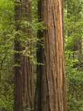 Redwood Trunks
