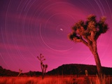 Joshua Tree Against Magenta Sky