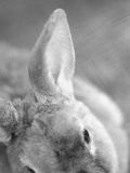 Rabbit's Ear