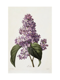 Lilacs