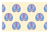 Shells