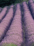 Rows of Lavender in Bloom