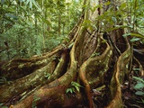 Roots and Trunk of Sloanea Tree