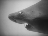 Head of a Shark