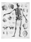 Anatomy:The Human Skeleton Frame