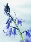 Blue Bells