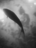 Silhouette of a Fish