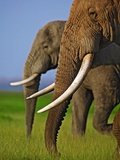 African Elephants
