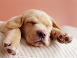 Sleeping Labrador Puppy