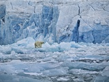 Polar Bear on Ice at Monaco Glacier