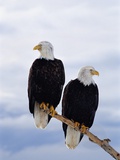 Bald Eagles on Tree Branch