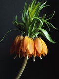 Crown Imperial